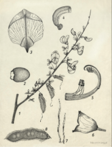 Cytisus scoparius (L.) Link