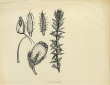 Erica tetralix L.