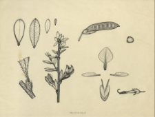 Genista pilosa L.
