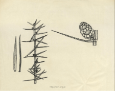 Juniperus communis L.
