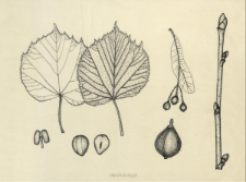 Tilia platyphyllos Scop.