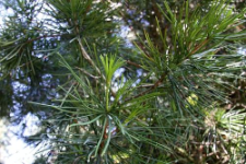 Sciadopitys verticillata S. et Z.