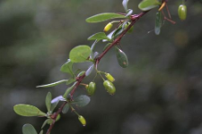 Berberis thunbergii DC.