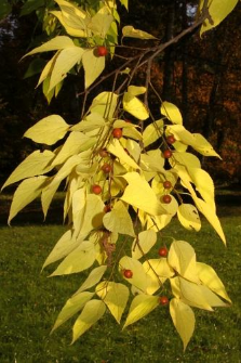 Celtis occidentalis L.