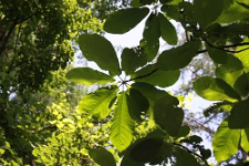 Magnolia obovata Thunb.