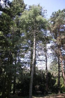 Pinus armandii Franch.