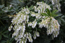 Pieris japonica (Thunb. ex Murray) D. Don ex G. Don