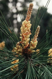 Pinus densiflora Siebold & Zucc.