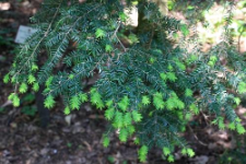 Tsuga canadensis (L.) Carr.