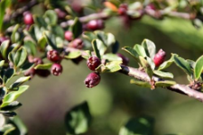 Cotoneaster harrysmithii Flinck & B.Hylm