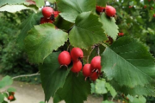 Crataegus submollis Sarg.