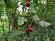 Crataegus zangezura Pojark