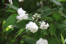 Deutzia &times;magnifica (Lem.) Rehd.