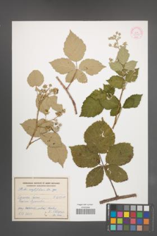 Rubus corylifolius [KOR 55338]