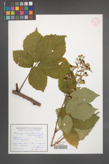 Rubus corylifolius [KOR 55337]