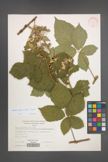 Rubus fasciculatus [KOR 31408]