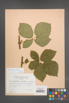 Rubus fasciculatus [KOR 22779]