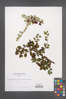 Cotoneaster maroninus [marroninus] [KOR 51202]