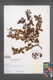 Cotoneaster [KOR 49774]