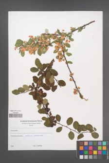 Cotoneaster [KOR 49632]