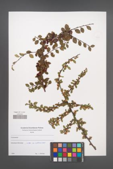 Cotoneaster [KOR 49626]