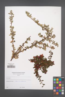 Cotoneaster [KOR 49614]