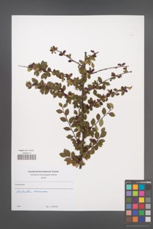 Cotoneaster [KOR 49763]