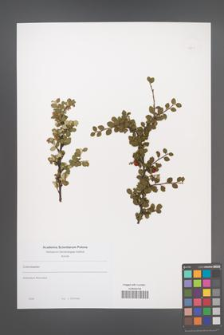 Cotoneaster [KOR 49849]