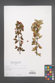 Cotoneaster [KOR 49795]