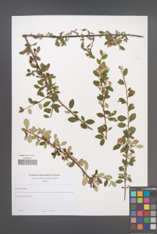 Cotoneaster [KOR 49872]