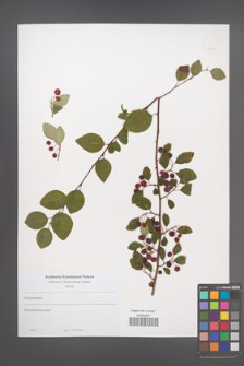 Cotoneaster [KOR 49861]