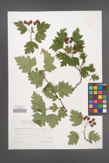 Crataegus ambigua [KOR 47493]