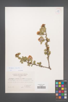 Crataegus azarolus [KOR 25158]