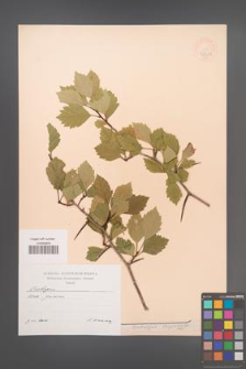 Crataegus chrysocarpa [KOR 47434]