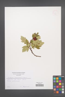 Crataegus ×grignonensis [KOR 52464]