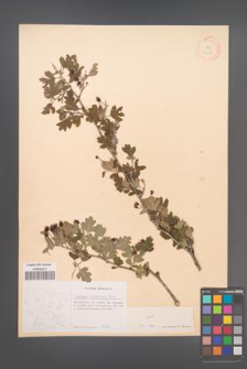 Crataegus heldreichii [KOR 21627]