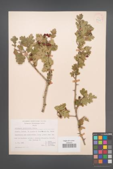 Crataegus heldreichii [KOR 21645]