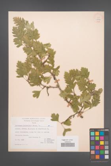 Crataegus heldreichii [KOR 21644]