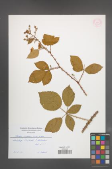 Rubus vulgaris [KOR 55360]