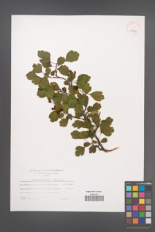 Crataegus laevigata [KOR 39714]