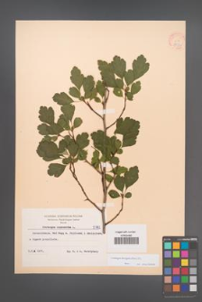 Crataegus laevigata [KOR 8192]