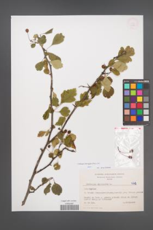 Crataegus laevigata [KOR 4766]