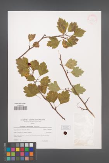 Crataegus ×macrocarpa [KOR 39745]