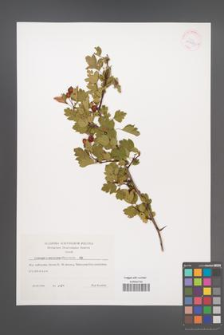 Crataegus ×macrocarpa [KOR 41887]