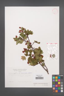 Crataegus ×macrocarpa [KOR 31175]
