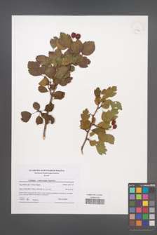 Crataegus ×macrocarpa [KOR 41842]