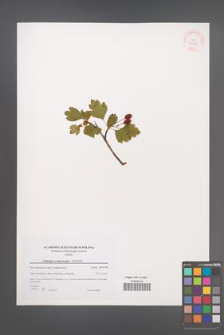 Crataegus ×macrocarpa [KOR 38909]