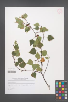 Betula pendula [KOR 55399]