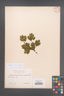 Crataegus ×macrocarpa [KOR 4659]
