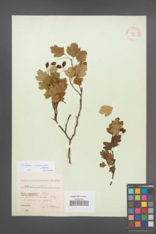 Crataegus ×macrocarpa [KOR 13211]